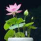 🏆Mixed Colour Bonsai Bowl Lotus Seeds🌿💐