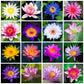 🏆Mixed Colour Bonsai Bowl Lotus Seeds🌿💐