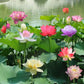 🏆Mixed Colour Bonsai Bowl Lotus Seeds🌿💐