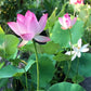 🏆Mixed Colour Bonsai Bowl Lotus Seeds🌿💐