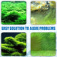 ⏳Limited time 50% OFF⏳Effective Algae Control for Aquarium